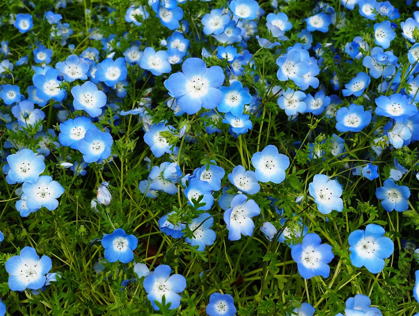 ネモフィラの青い小さな花
